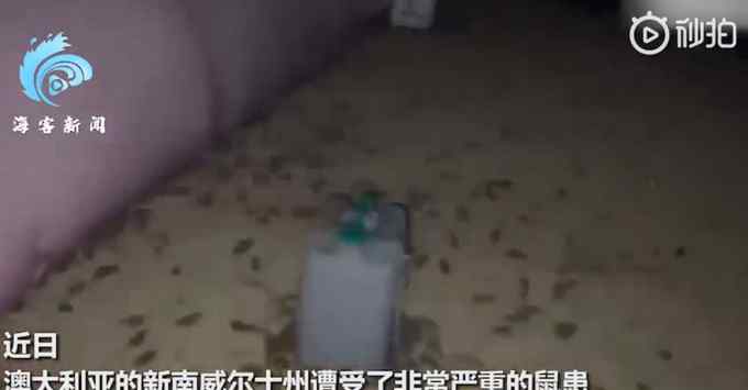 老鼠如蝗虫过境般侵袭澳大利亚 密密麻麻爬满地 恐怖一幕曝光！