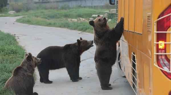 野生动物园工作人员遭熊袭击身亡 对此大家怎么看？
