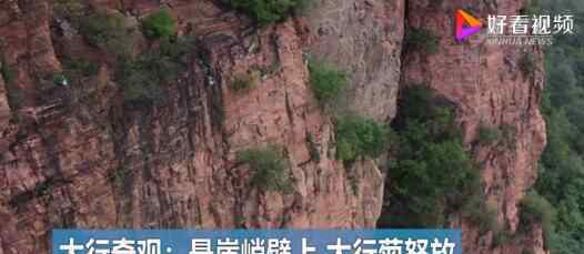悬崖峭壁上太行菊怒放 到底是什么状况？