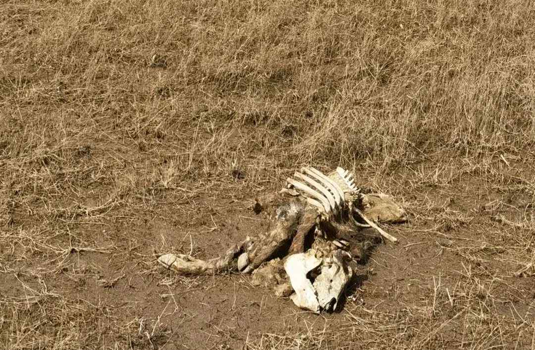 触目惊心！黄河大堤内哪来这么多死猪？有的直接风化成骨架