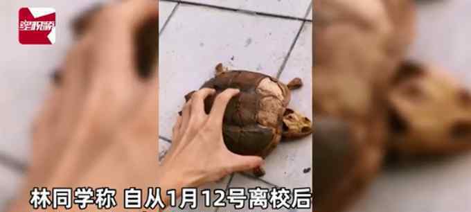 武汉大学生返校发现乌龟变龟壳 事件的真相是什么？