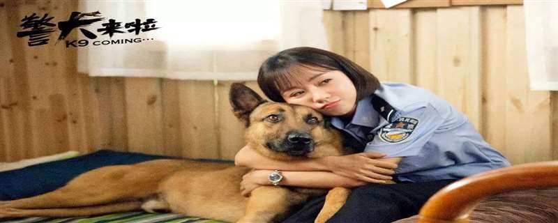 警犬来了孕妇碰瓷是多少集