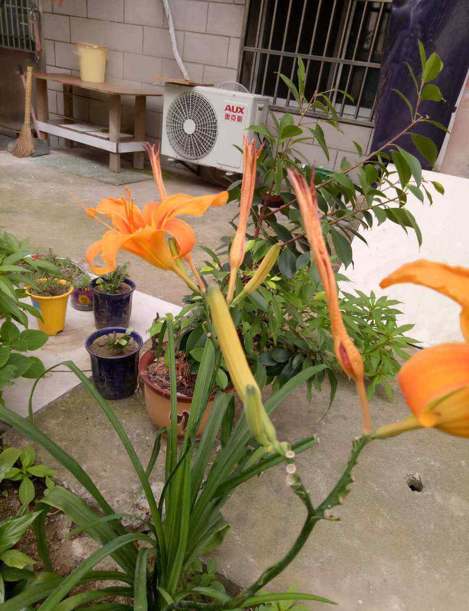 金针菜 再不来，黄花菜都凉了