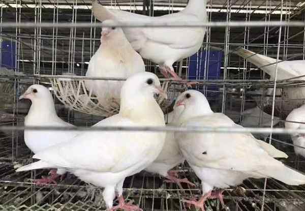 中国买家花1250万买下比利时赛鸽 富豪中国买家是哪里人