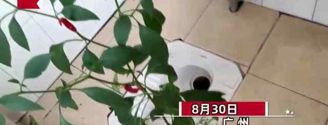 时隔8个月返校宿舍长出辣椒 目前是什么情况？