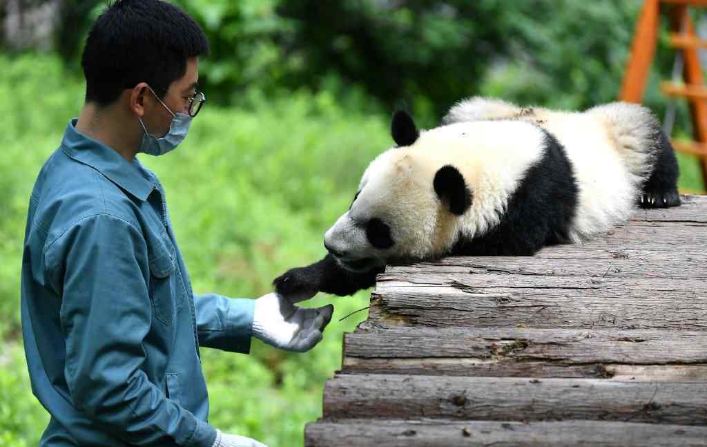 秦岭大熊猫家族实现四世同堂 事件的真相是什么？