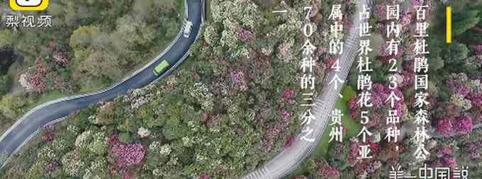 姹紫嫣红！贵州毕节百里杜鹃花海 网友：是谁打翻了调色盘？