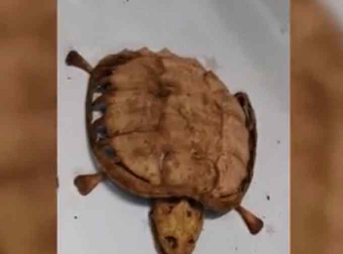 武汉大学生返校发现乌龟变龟壳 事件的真相是什么？