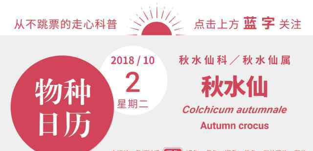 秋水仙素 剧毒的秋水仙，为什么能缓解痛风？