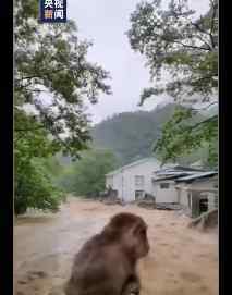 武夷山暴雨中猴子蹲桥上避险 登上网络热搜了！