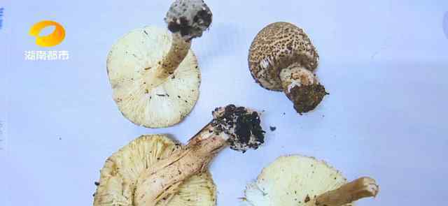 湖南多人误食野生蘑菇中毒 真相到底是怎样的？