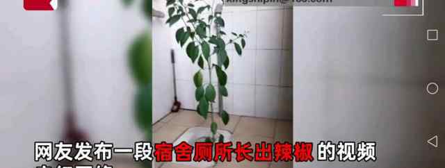 时隔8个月返校宿舍长出辣椒 目前是什么情况？