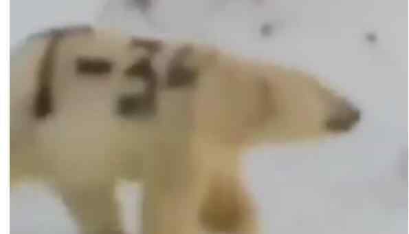 北极熊身上被涂字 生存或受影响