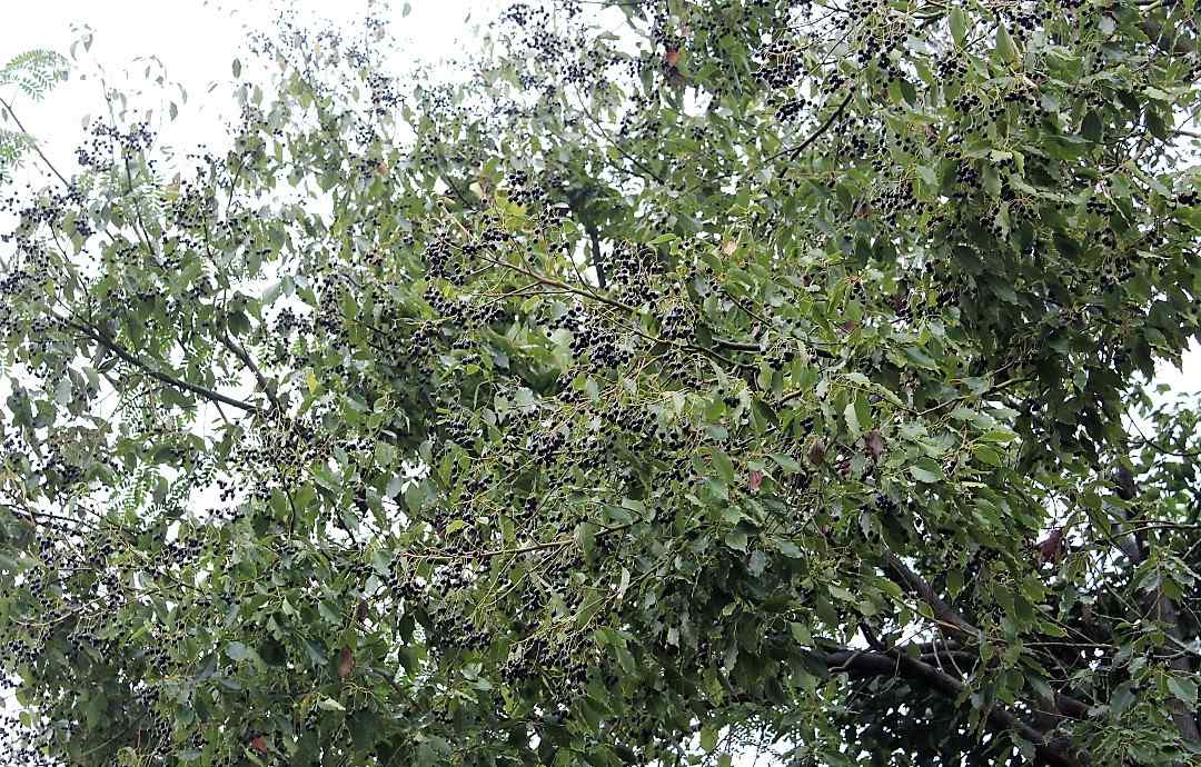 樟树子 农村落地就生根的树木，能活几百或上千年，果实却不知道有什么用文章配图