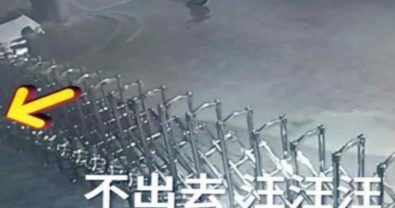 醉酒后与狗对骂半小时 最后狗狗认输了