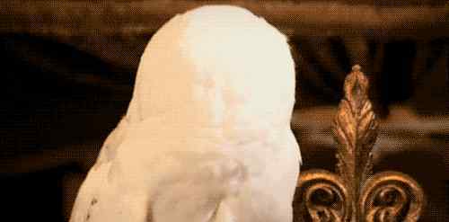 猫头鹰的生活习性 为你科普猫头鹰的那些事