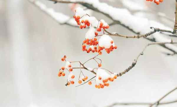 小雪节气要注意什么 小雪节气要准备什么