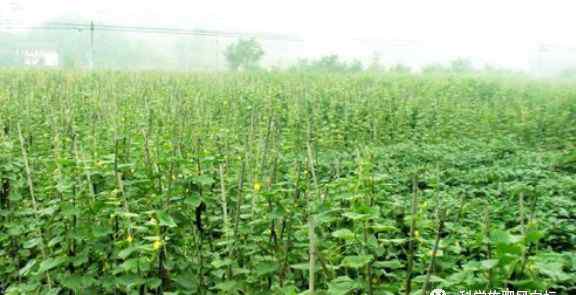 黄瓜怎么种植方法 露地黄瓜种植技术介绍_如何种植露地黄瓜