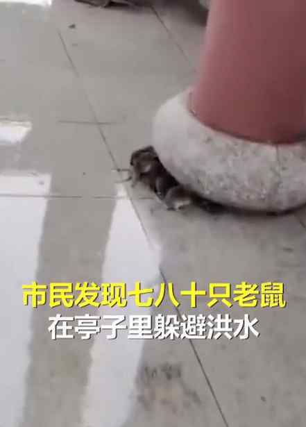 江西暴雨近百只老鼠凉亭内躲洪水 还原事发经过及背后真相！