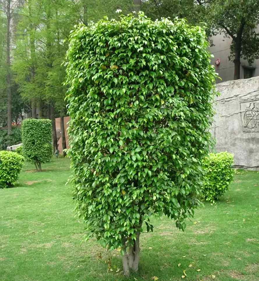 大叶榕树 华南地区几种常见榕树