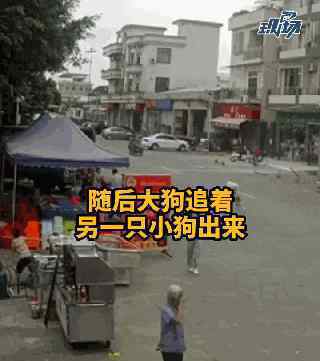 官方通报老人被狗绳绊倒后身亡 事情经过真相揭秘！