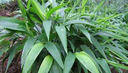 竹叶茶的功效与作用 淡竹叶的功效与作用淡竹叶的药用价值