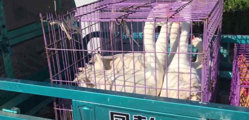 7旬老人卖鹅违章交警全部买下 目前是什么情况？