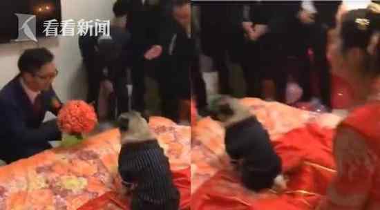 新郎跪地递玫瑰提亲 巴哥犬一屁坐在新娘的裙䙓上