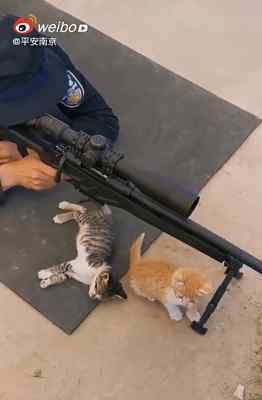 小奶猫陪特警小哥哥训练 这意味着什么?