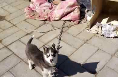 小女孩遭萨摩犬袭击 家长却把哈士奇和其主人给打了