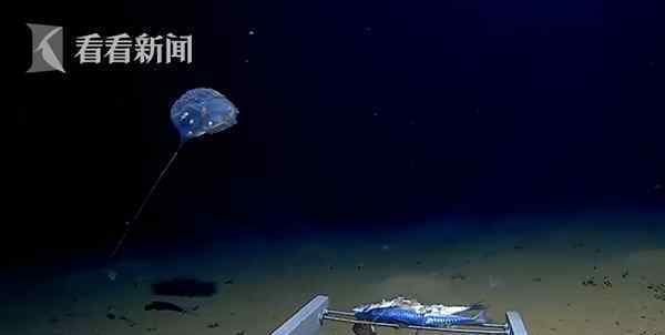 印度洋发现怪物 登上网络热搜了！