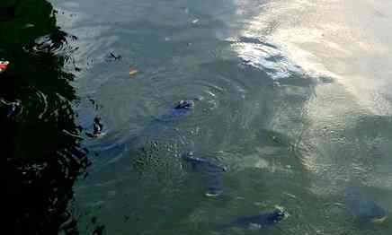 公园大批鲢鱼跳跃 当地民众纷纷猜测是地震前兆？