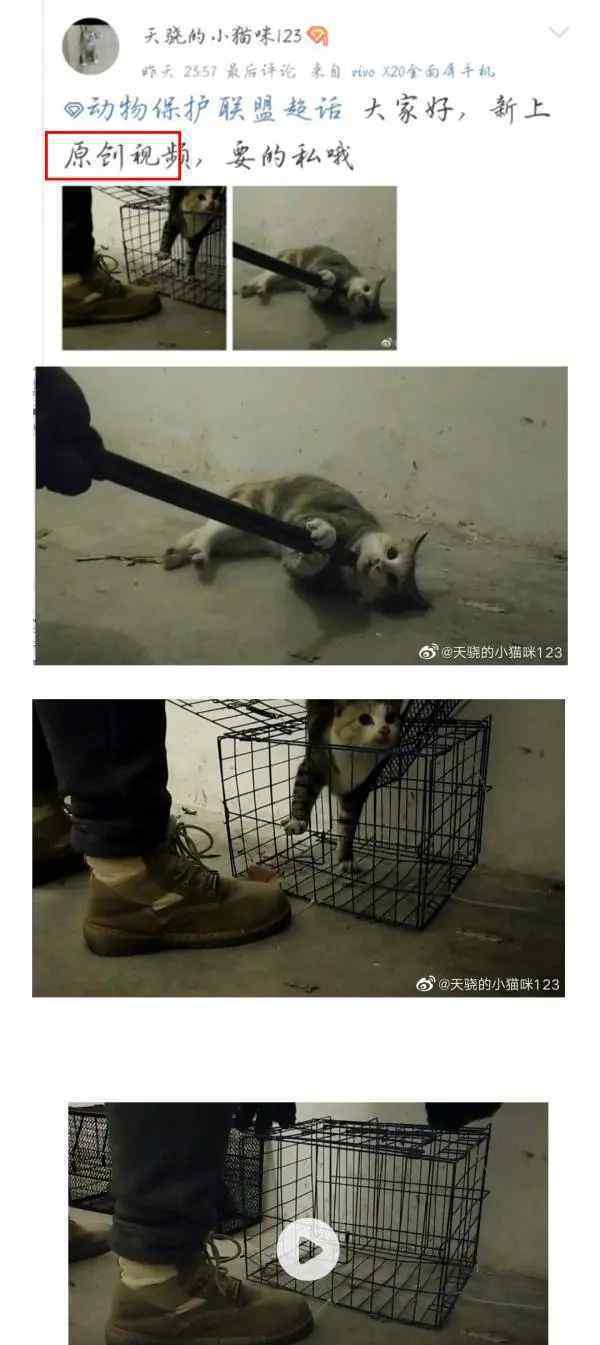 拍摄虐猫视频大学生道歉 真相原来是这样！