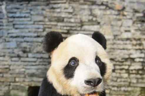 熊猫鹏鹏不治身亡 因脑炎症状继发癫痫死亡