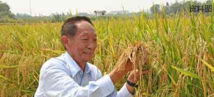 87岁袁隆平再创奇迹 成功试种“海水稻”亩产最高超600公斤