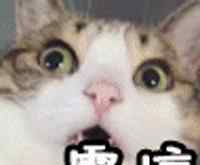 memory 一曲震撼《声入人心》|《Memory》到底是什么神仙歌？！！！