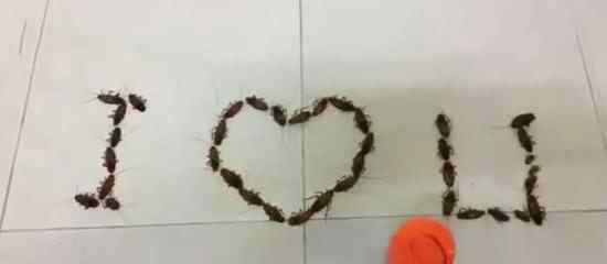 男生用蟑螂拼IloveU告白 惨被对方拒绝！