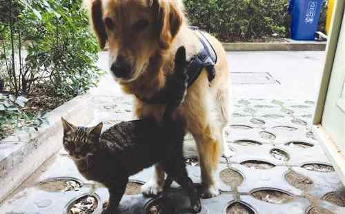 狗狗瞒着主人收养流浪猫 把狗粮让给猫吃自己饿得瘦巴巴的