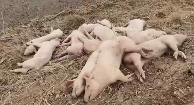 触目惊心的“黄河大堤死猪事件”追踪：已确定嫌疑人2名