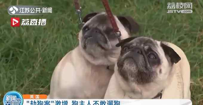 为了给居家隔离找个伴 英国劫狗案激增170％！狗主人：不敢遛了