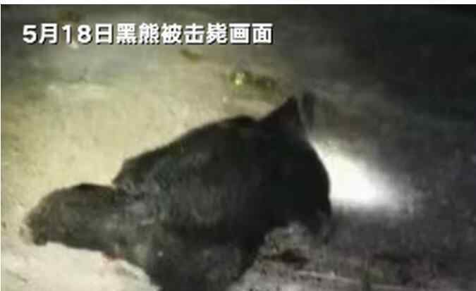 四川3村民被黑熊咬死家属获补偿 事情的详情始末是怎么样了！
