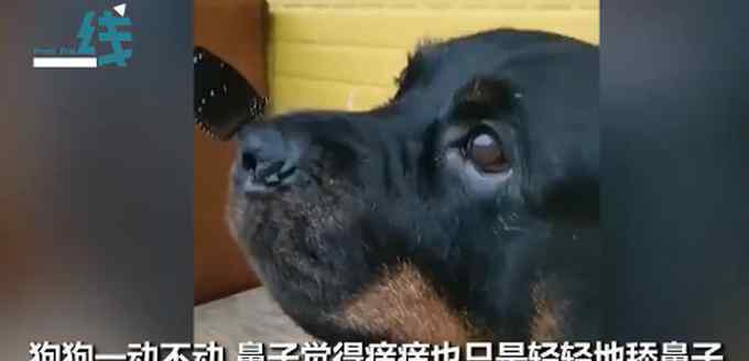 蝴蝶落在小狗鼻子上 事情的详情始末是怎么样了！