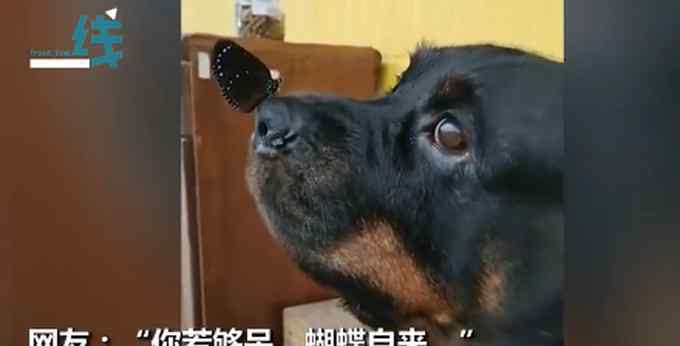 蝴蝶落在小狗鼻子上 事情的详情始末是怎么样了！文章配图