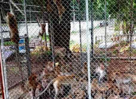 泰国500只猴子被集体阉割 猴子也要计划生育吗？