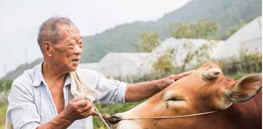 老农养牛60余年成专家 称养牛既是兴趣爱好也是工作