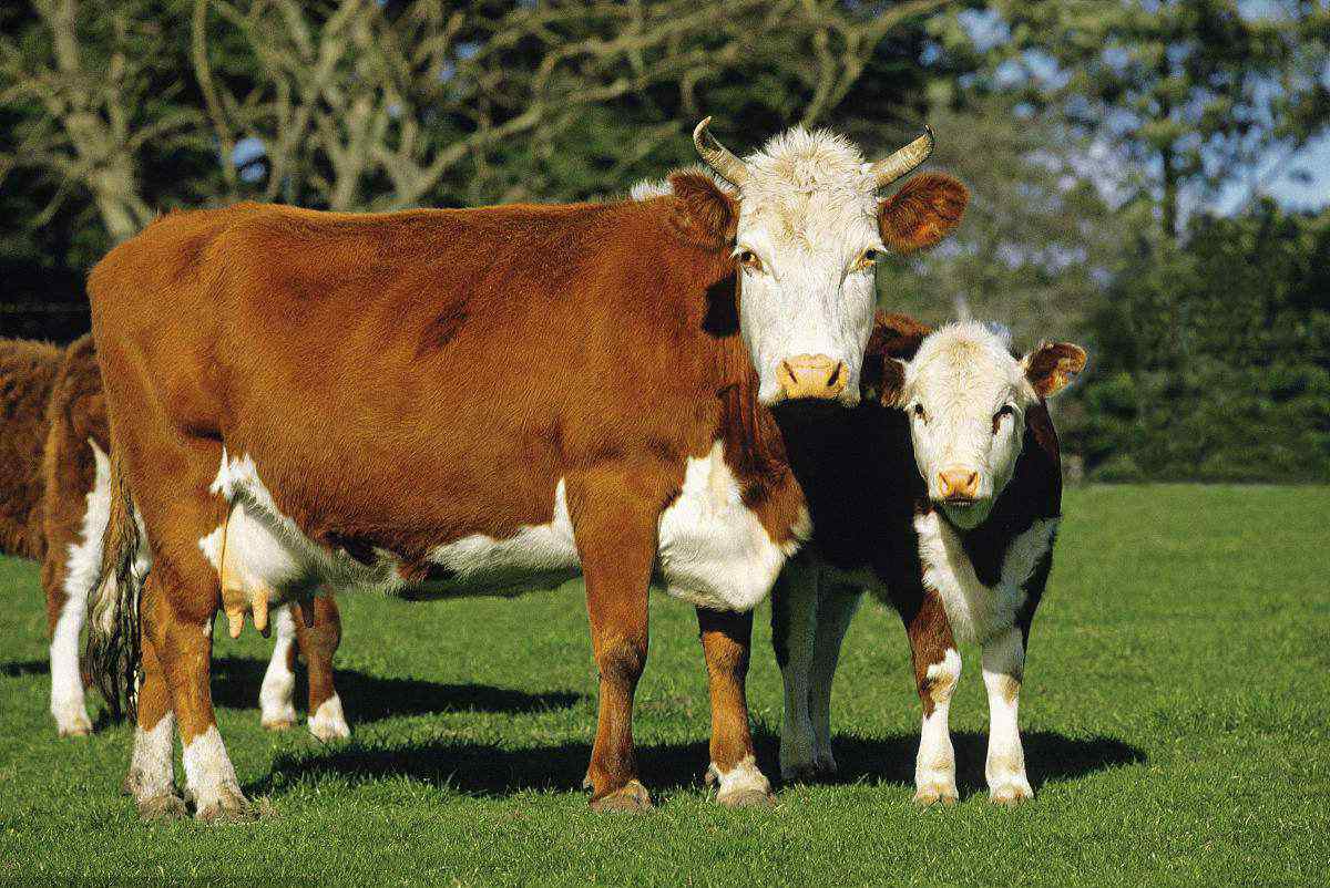 草料 养牛用什么饲料好 喂牛的精料有哪些
