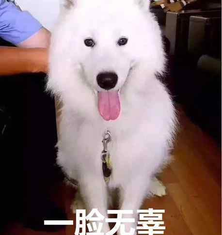 萨摩耶吃穷交警队 蹭吃蹭喝一个月无人认领