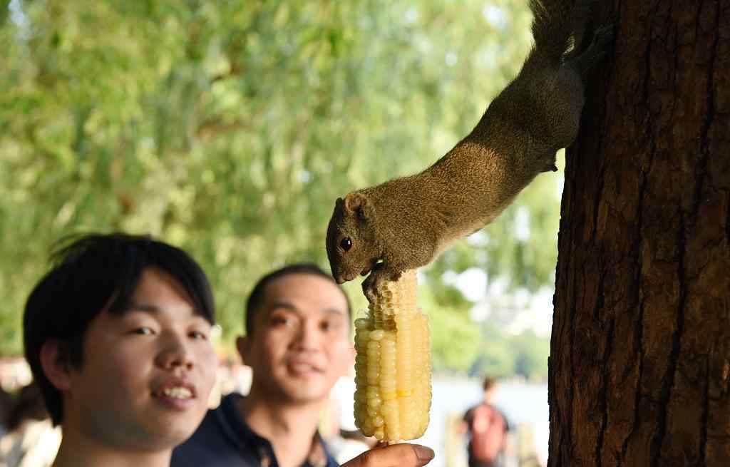 西湖松鼠胖成龙猫 事情的详情始末是怎么样了！