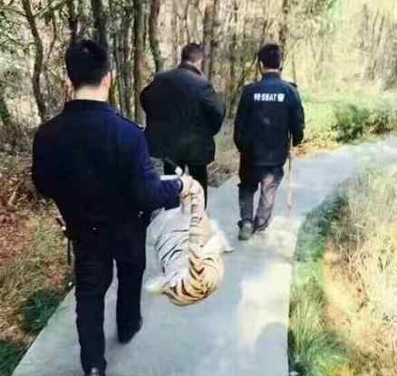 特警带枪抓到玩具虎 走近一看才发现是个毛绒玩具