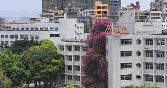 广西大学鲜花瀑布 成为全国罕见的“三角梅瀑布”